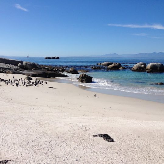 Boulders Beach Südafrika Pinguine
